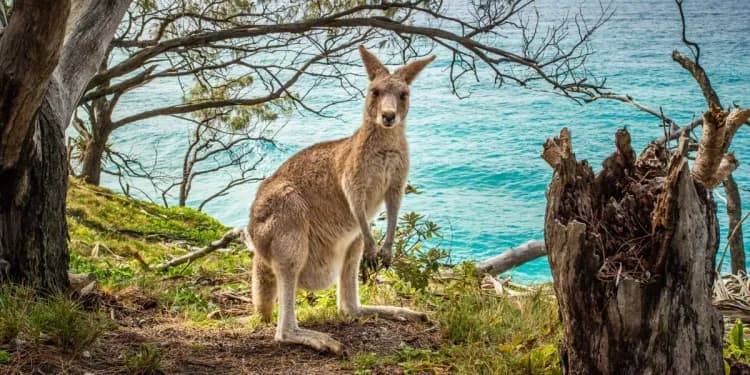 Klokan na Stradbrok Island