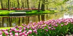 Keukenhof